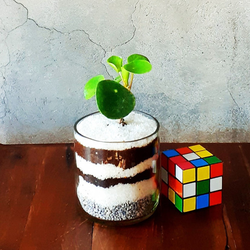 Imagen 3 de 8 de Pilea Peperomioides Little Terrario 10 The Little Yisus