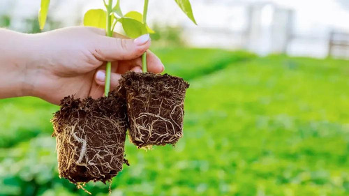 Fertilizante Complejo Enraizador Raiz Sana 250ml Nutriente