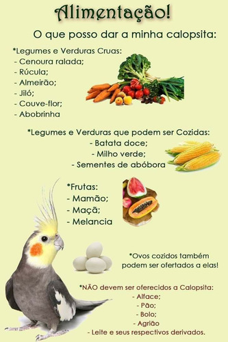 Calopsitas Mansas ( Pérola Cinza )