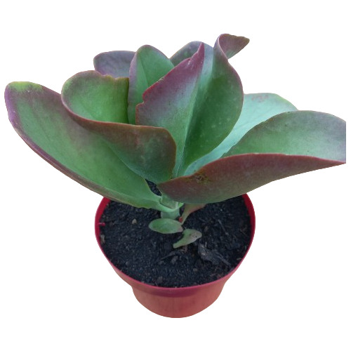 Suculenta Kalanchoe Vivien Vaso P11