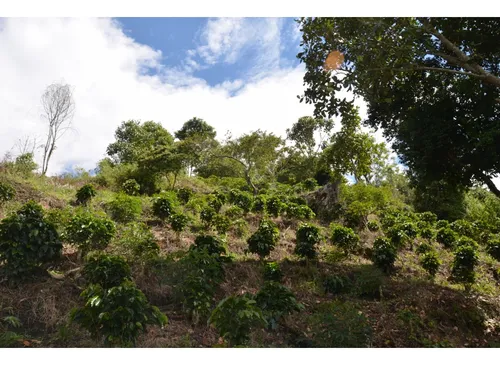 Venta Finca 77000 Mts2 Abejorral Vereda El Guaico