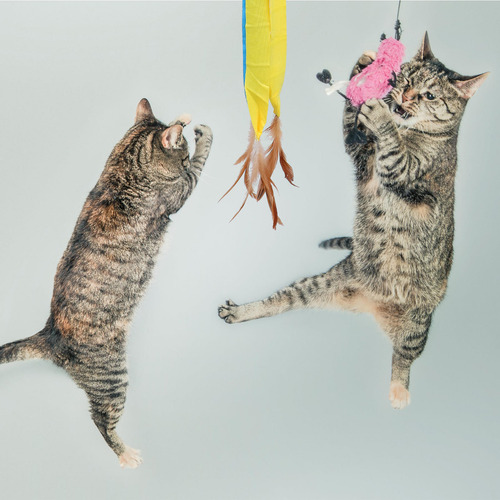 Varita Desmontable Para Gatos Con Juguetes Interactivos Para