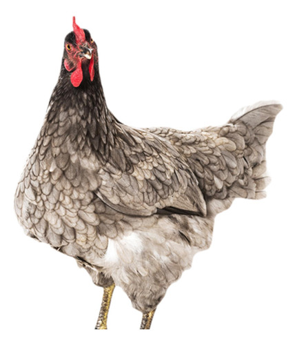 Yard Arts Hen Lawn Ornament Backyard Chicken Garden Style A