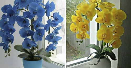 Orquideas 2 Variedades (lujo)  50 Semillas