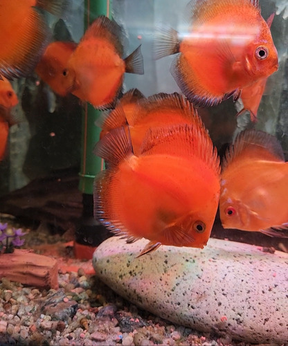 Pez Disco Discus Marl Boro 7 Cm Rojo