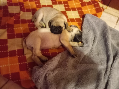 Lindos Cachorros Pug Carlinos