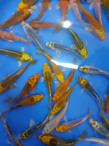 Imagen 2 de 8 de Espectaculares Carpas Koi Ogon Brillantes 9 A 10 Cm