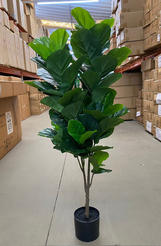 Ficus Lyrata Artificial Planta Permanente Decoração Sala Cor Verde