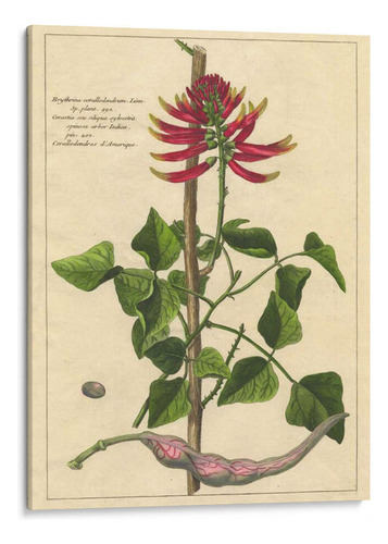 Canvas Lab Cuadro Fleur De Rouge Iv 60x80