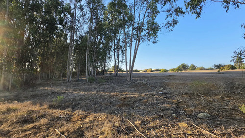 Parcelas Planas En Algarrobo Norte En Condominio Consolidado
