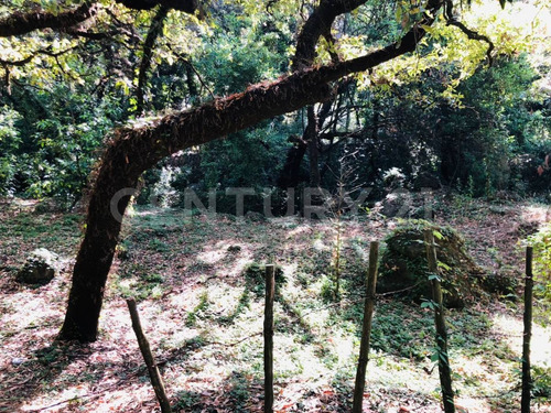 Terreno Venta Cocuatla Tepoztlan San Juan Tlacotenco Ocotes Tepoztlan Morelos
