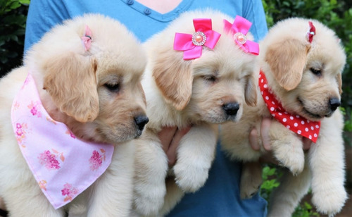 Lindos Filhotes De Golden Retriever -  C. Effect Golden