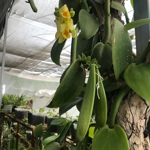 Vanilla Planifolia (orquídea Baunilha)