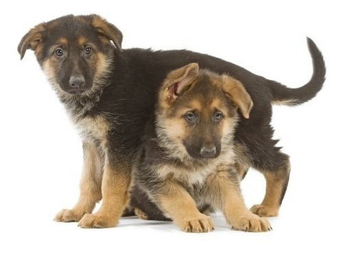 Cachorro Pastor Alemán Con Registro Pedigree Perro 