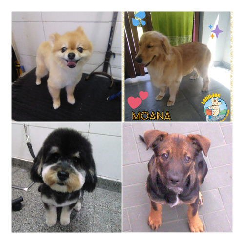 Peluquería Canina A Domicilio Consultar Zonas