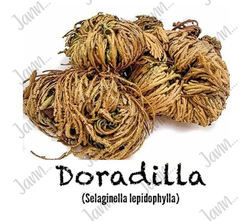 Doradilla Planta Medicinal 500g.