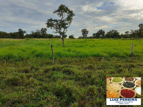 Imagem 4 de 15 de Fazenda À Venda Em Dois Irmãos - To - De 13 Alqueirões (dupla Aptidão) - 1687
