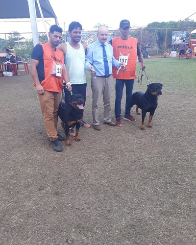 Rottweiler Filhotes Com (60 Dias)frete Gratis