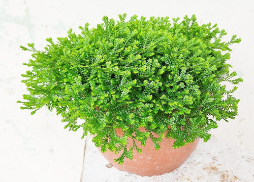 Musgo Selaginella