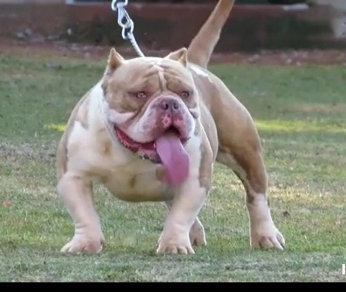 Filhotes De American Bully 