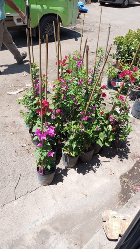 Bougainvillea Glabra , Santa Rita 3lts