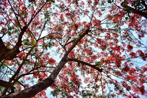 Arbol Del Fuego Franboyan Pregunte Costo De Envio