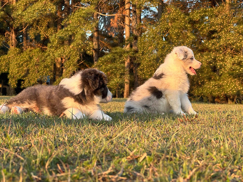 Border Collie Pedigree Blue Tri Y Merles