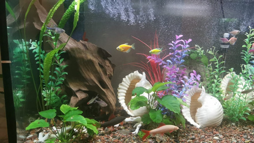 Imagen 3 de 4 de Acuario Plantado Con Peces