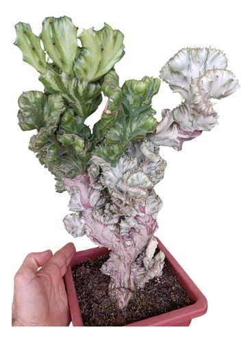 Euphorbia Lactea Cristata Metade Variegata E Verde Planta