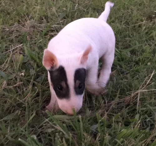 Bull Terrier Cachorro Macho Doble Pirata Origen Argentina 