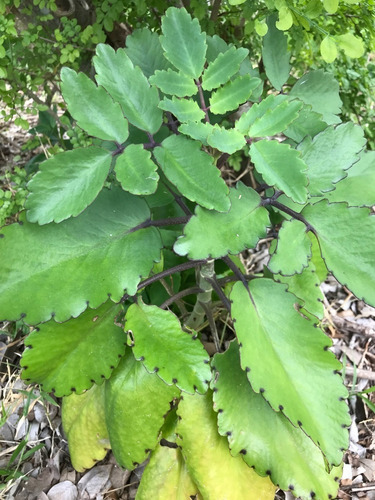 70 Hojas Frescas De Kalanchoe Pinnata