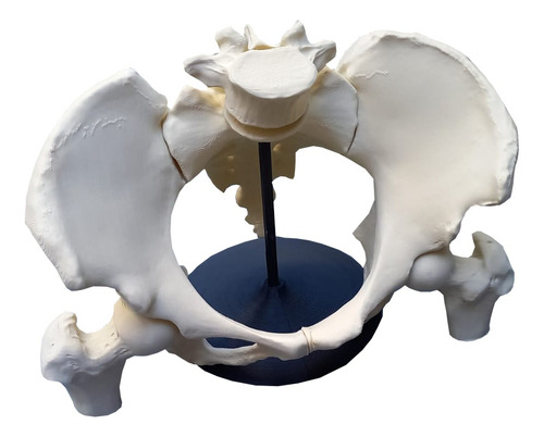 Pelvis Tamaño Real Con Imanes Desarmable - Con Base