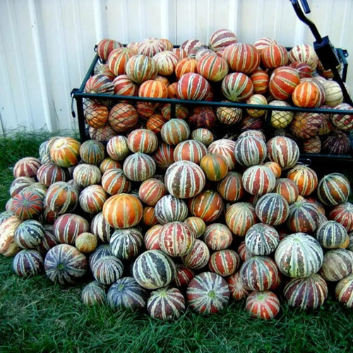 100 Semillas De Melon Kajari