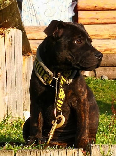 Staffordshire Bull Terrier 