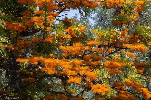 Semillas Grevillea Robusta X 50 U - Roble Sedoso