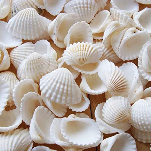 Seajiayi Pequeas Conchas Marinas Blancas Y Pequeas A Granel,