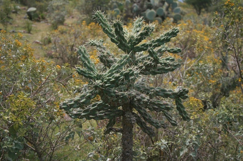 Imagen 23 de 30 de Terreno Campestre En Venta En Palo Colorado - San Miguel De