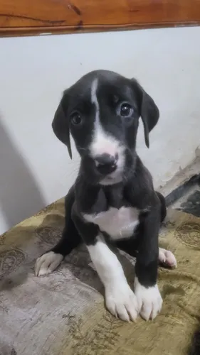 Cachorros Gran Danés .