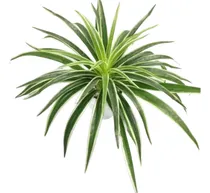 Comprar Ramo Hoja Artificial Chlorophytum Planta Verde Maceta Deco