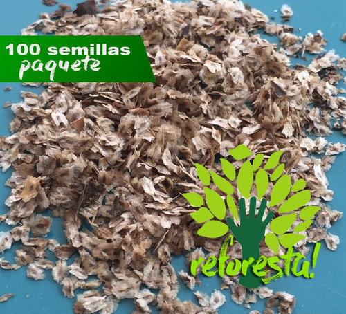 Semillas Paulownia Shantong Árbol 100 Pzas Aprox: (0.028gr)