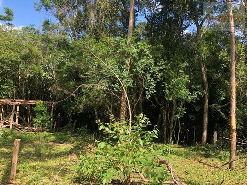 Imagem 9 de 15 de Chácara Para Venda Em Parobé - Cwvcr041_2-1122322