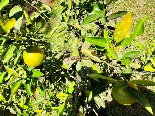 Imagem 24 de 27 de Casa Independente Na Fazenda Suíça. - Ca01715 - 69410568