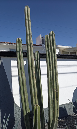 Pachycereus Marginatus Un Esqueje 70 A 80 Cms Nv