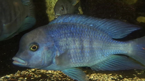 Ciclido Delfin De Malawi