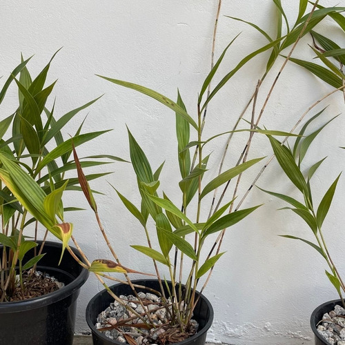 Orquídea Terrestre Sobralia Cores Diversas Muda Adulta