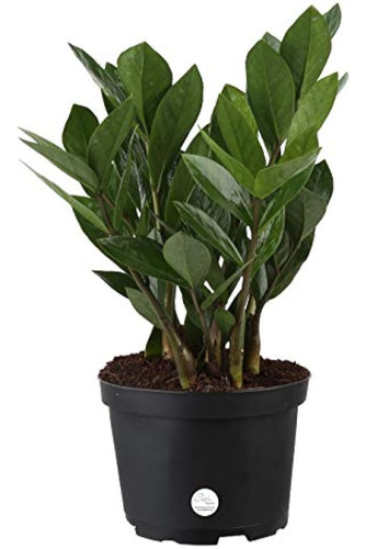 Costa Farms Zz Zamioculcas Zamiifolia Planta Viva De Interio