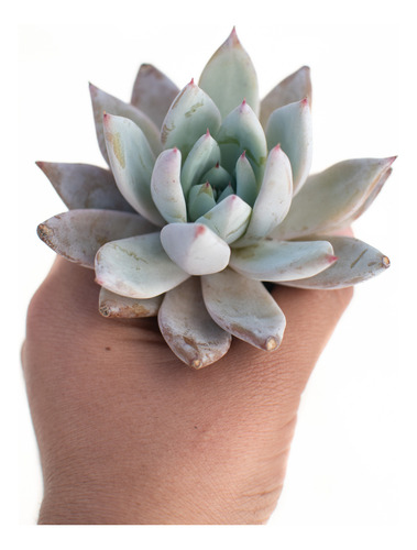 Echeveria Mexican Giant Suculenta Colección Maceta N° 8