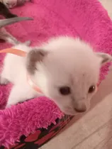 Comprar Gatitos Siames Hembra Machos  M  Entrego Mayo  Enviosss
