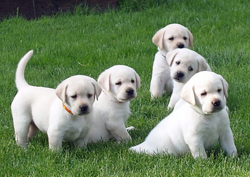Cachorros Labrador 