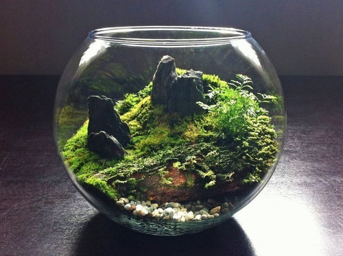 Terrario De Follaje Interior Con Luz Y Pulverizador - 24 Cm Verde